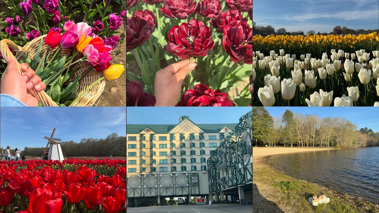 Tulip farm 🌷 |  Family time🧑‍🧑‍🧒‍🧒 | visiting park & the Mall🫰🏻