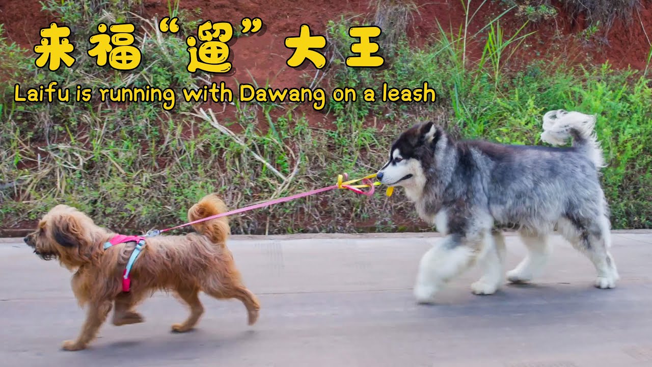 今天 来福“遛”大王| Laifu is running with Dawang on a leash【阿盆姐家的大王】