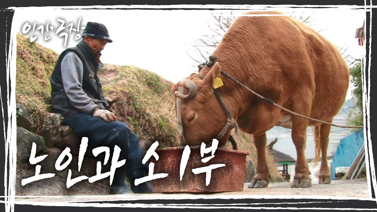 평생 농부로 산 노부부의 곁엔 사람 나이로 80세가 훌쩍 넘는 소노인이 있다 '노인과 소' 1부 [인간극장] KBS 170616 방송