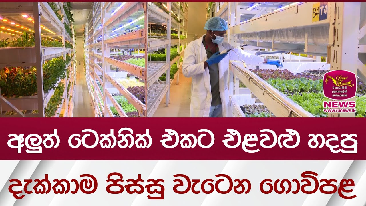 අලුත් ටෙක්නික් එකට එළවළු හදපු දැක්කාම පිස්සු වැටෙන ගොවිපළ | Rupavahini News