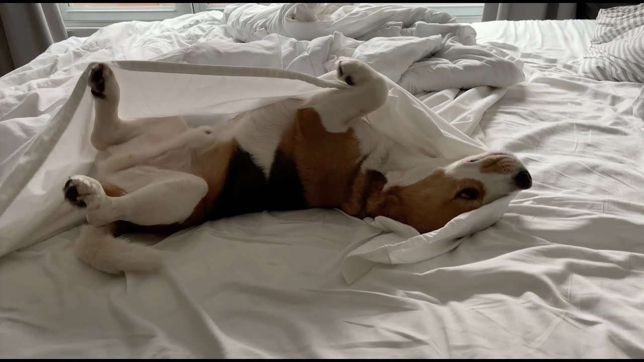 Sleepy beagle doesn't want to get up, even after 10:30 am