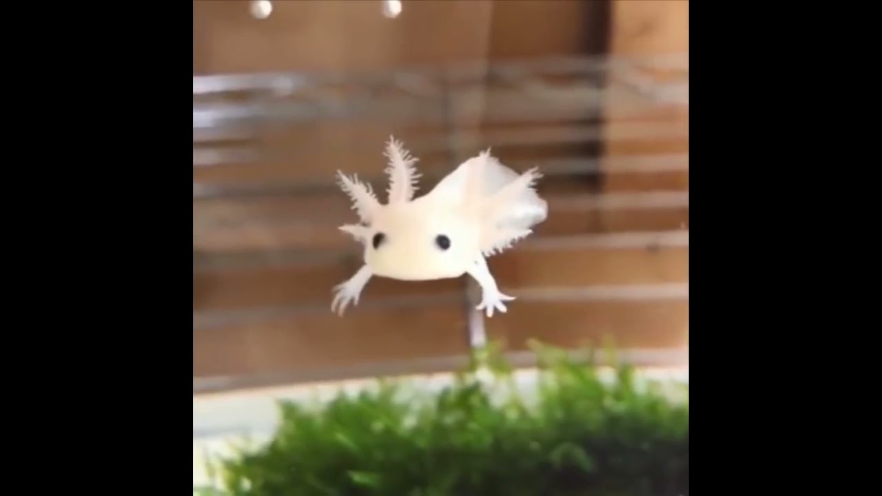 cute pet|