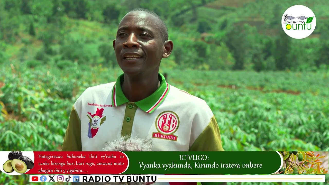 Komine  Kirundo ni gute iriko yitunganya mu bijanye n'igiterwa c'ivoka?