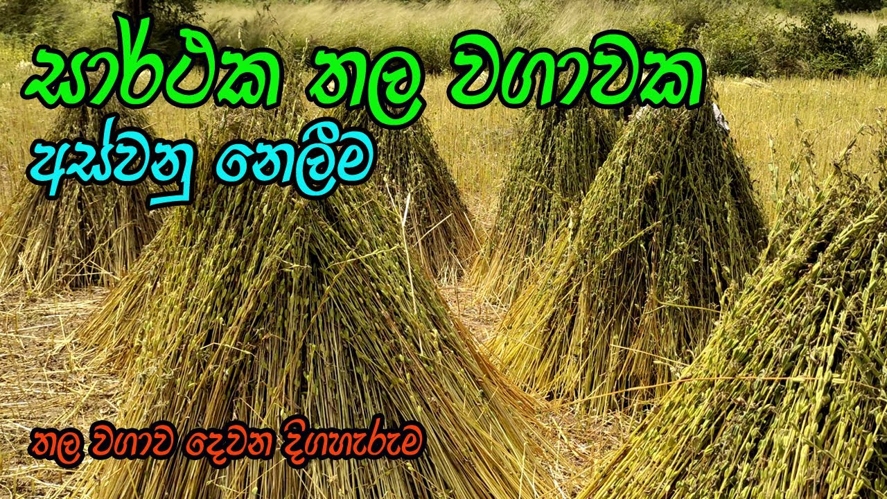 වස විස නැති තල වගාව / තල වගාවේ අස්වනු නෙලීම / thala wagawa / Sesame Cultivation - Sri Lanka