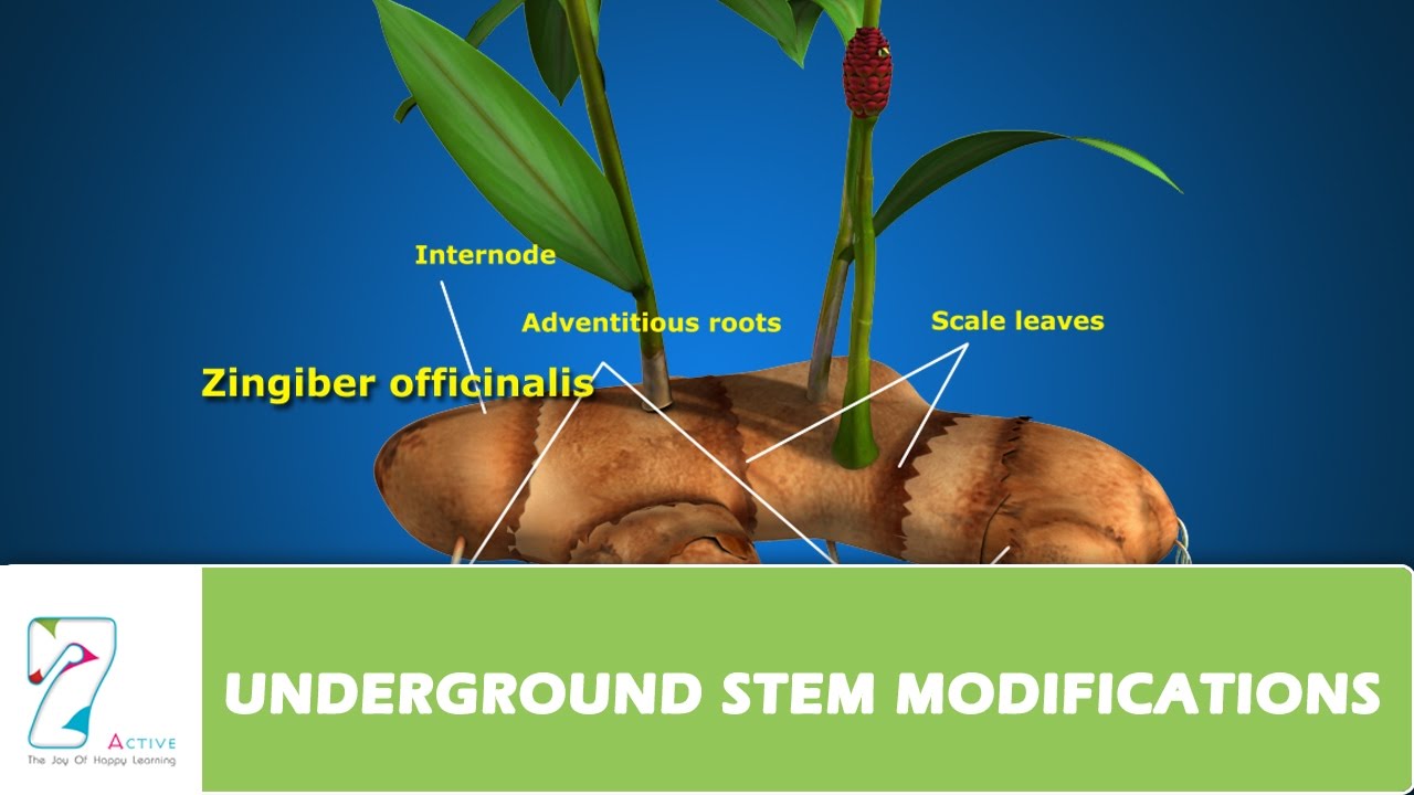 UNDERGROUND STEM MODIFICATIONS