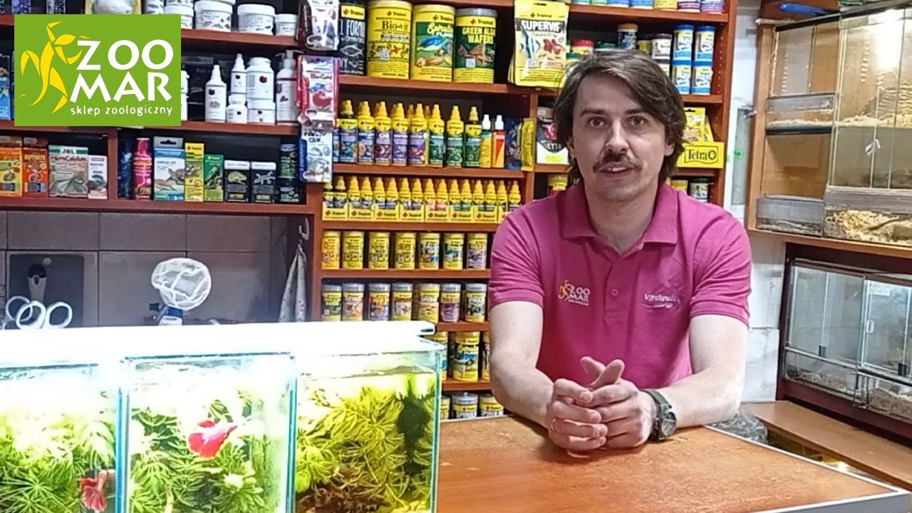 Jak usunąć ślimaki z akwarium?