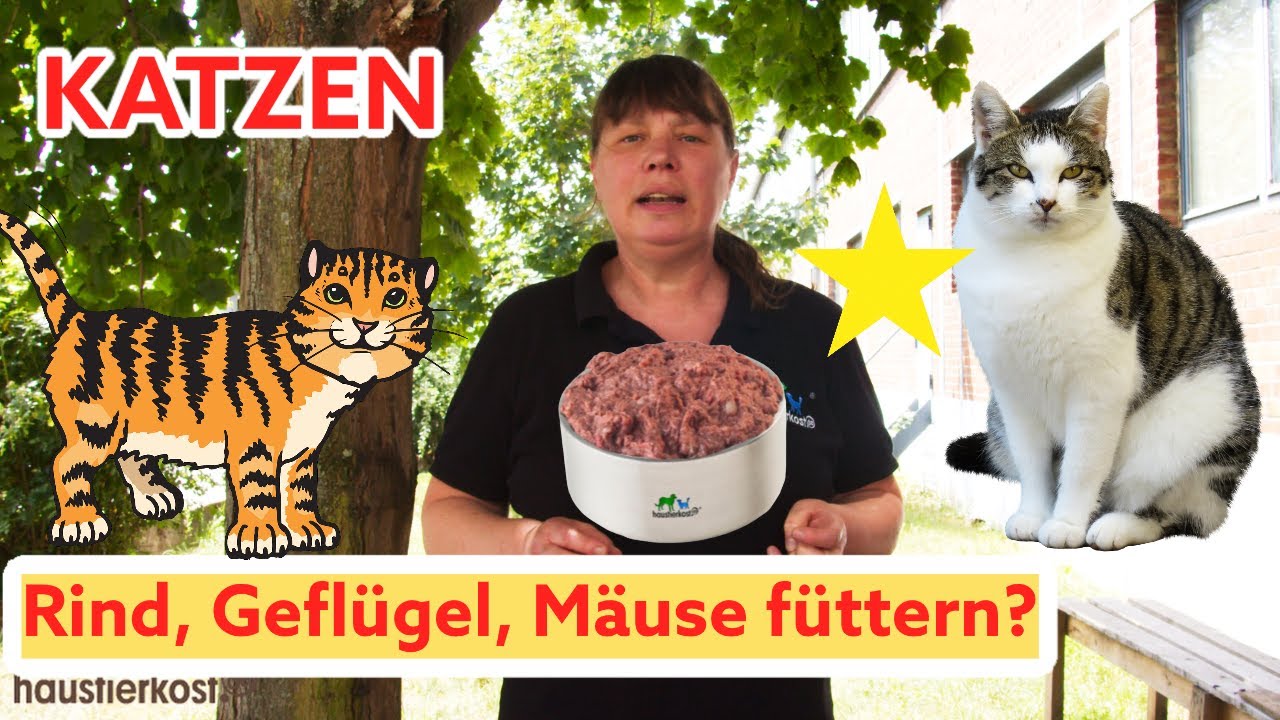 KATZE mit Rind +Geflügel+Fisch oder Mäusen füttern? Biologisch Artgerechte Rohfleisch Fütterung BARF