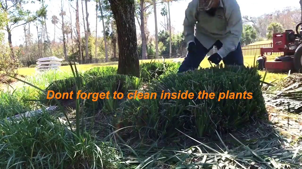 Cutting back irises from the start to the truck