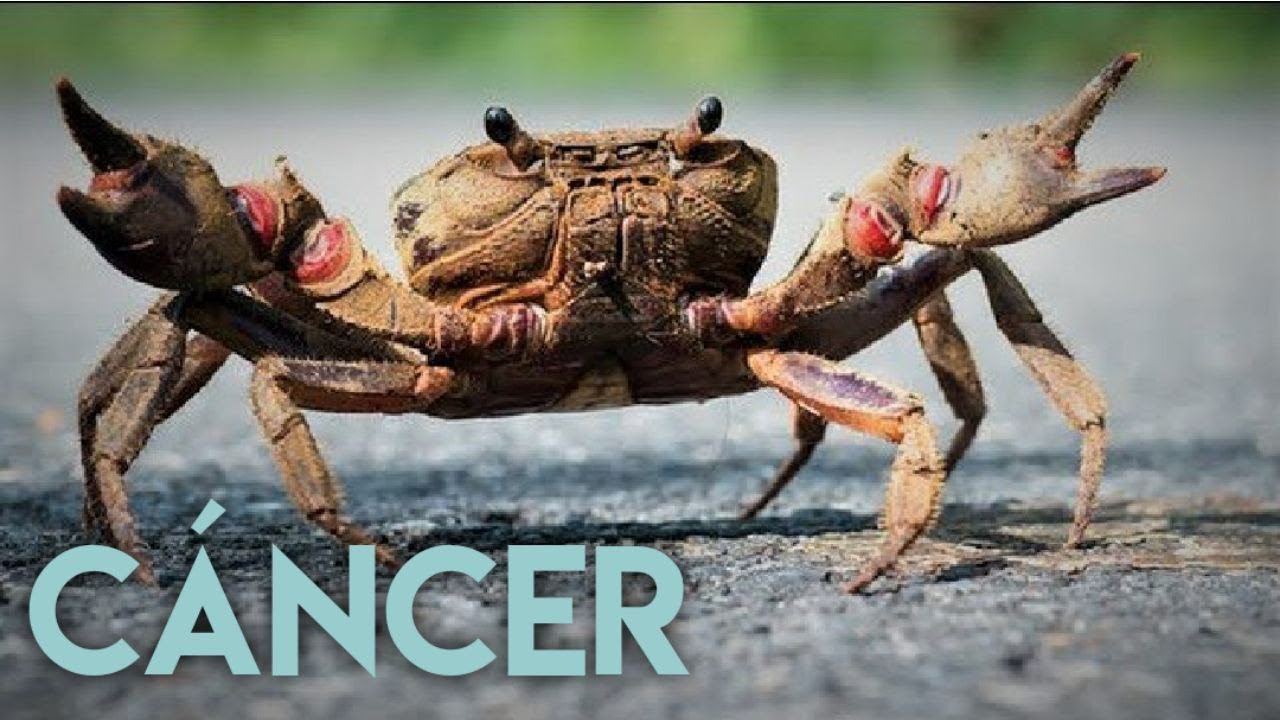 CÁNCER | Los signos del zodíaco y su carácter - Linda Goodman