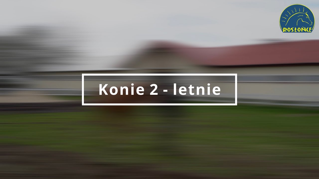 Przegląd koni 2 - letnich przed sezonem 2021 Stajnia Rosłońce