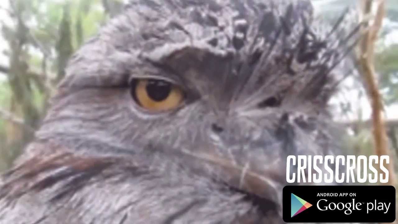 FUNNY GIF COMPILATION - Best GIFs with sound and music