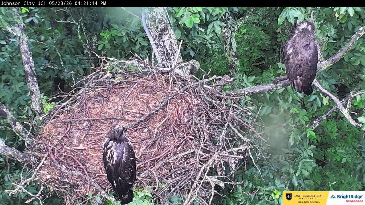 Johnson City Cam 1: ETSU Eagle Cameras