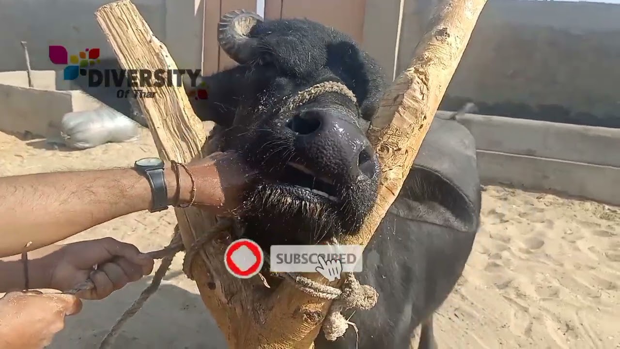 Kundhi Buffalo Lunch Time || Buffalo eating organic food || My Buffalo