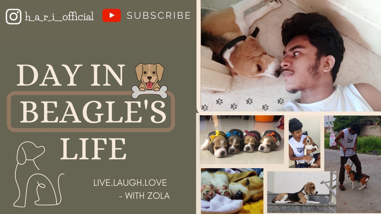 A Day in Dog's Life | Beagle Diaries | Tamil Vlog | Beagle Atrocities | Day with Zola (The Beagle)|