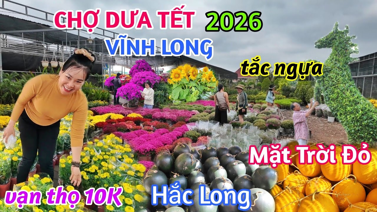 BÙNG NỔ CHỢ HOA TẾT VĨNH LONG 2026 XUẤT HIỆN NHIỀU LOẠI DƯA HẤU KỲ LẠ CHƯA TỪNG CÓ - VẠN THỌ GIÁ RẺ
