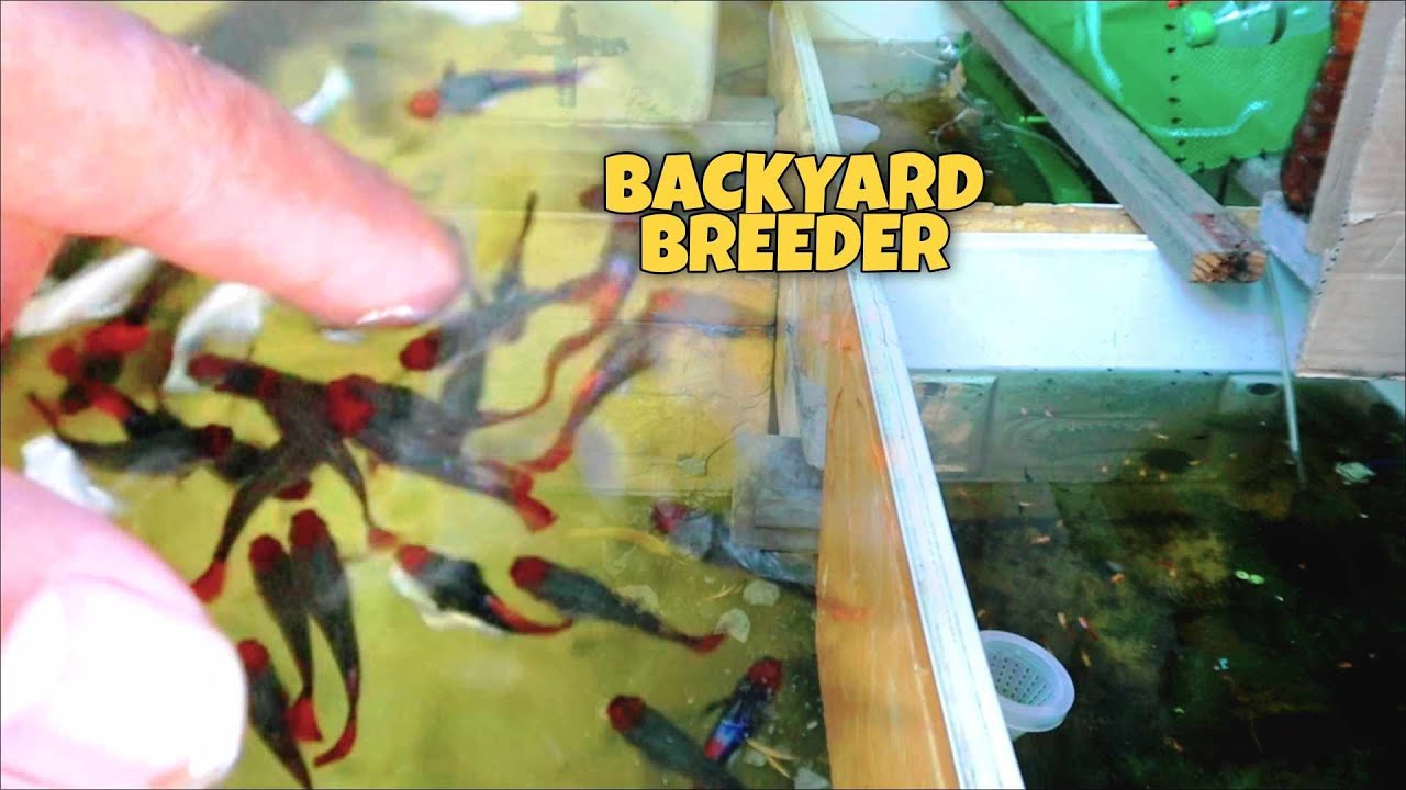 Pandemic breeder Solid ang MOLLY at Guppy Wholesale salok sa reftub