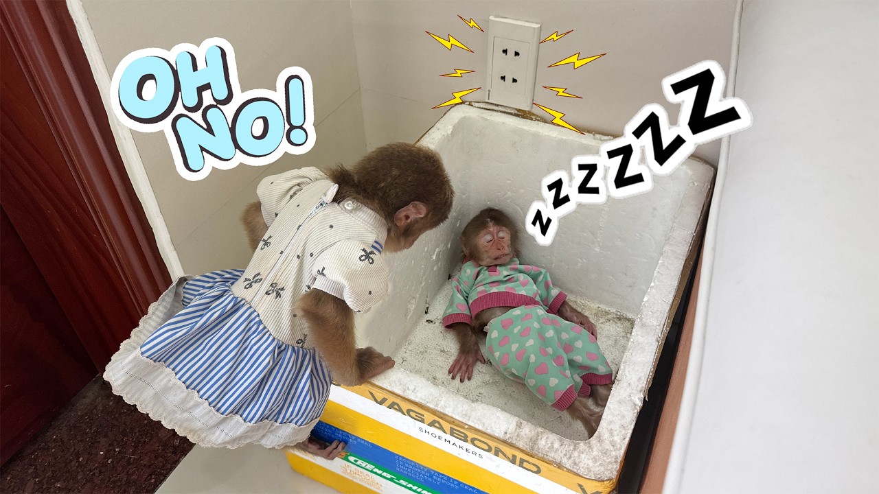 Sunny lies motionless in a foam box – What happened?