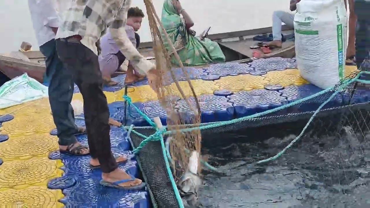 Biofloc and Cage culture 