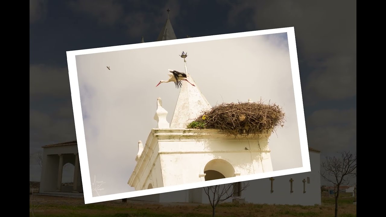 Stork in Luz