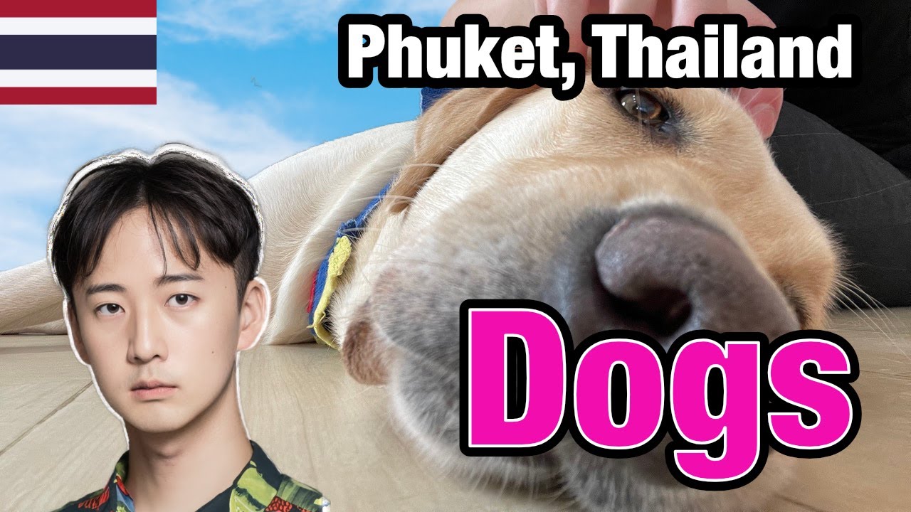Playing with friendly dogs at a dog caf&eacute; in Old Town, Phuket, Thailand