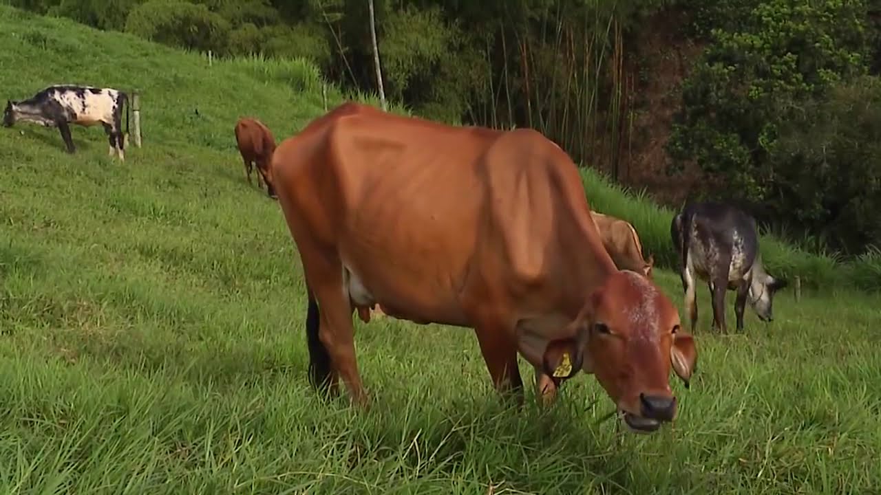 El Mundo del Campo #ganaderia  de #leche 