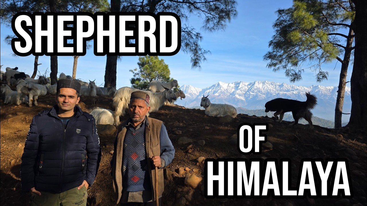 Documentary On Himalayan Shepherd