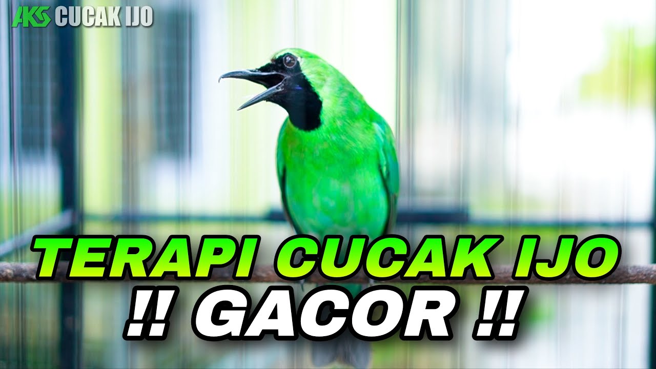 PANCINGAN DAN TERAPI CUCAK IJO BISU UNTUK DONGKRAK EMOSI IJO DEWASA AGAR CEPAT JAMTROK NEMBAK ISIAN