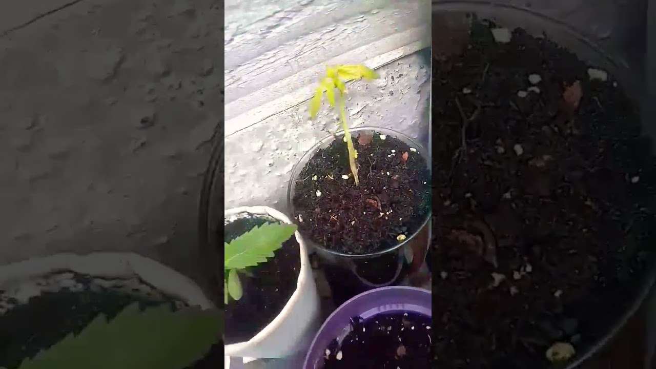 outdoors UK gorilla grow 🦍🌱🌞🍅🔥