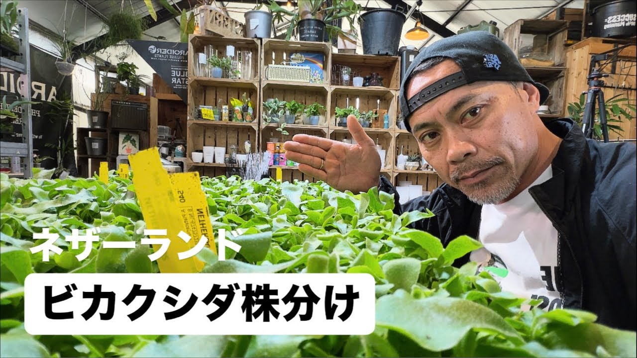 浅岡園芸のポトス革命チャンネル がライブ配信中！
