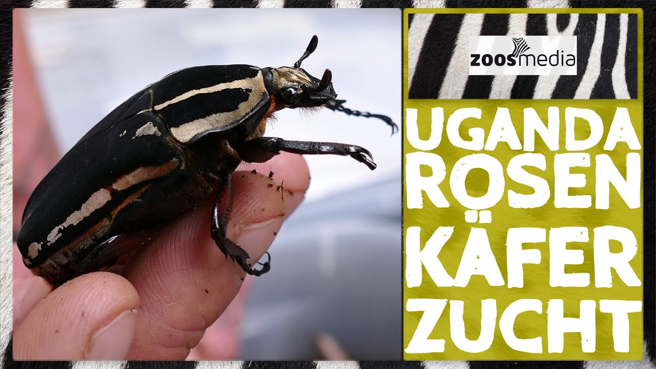 Zoo Wuppertal: ZUCHT der Uganda-Rosenkäfer | zoos.media