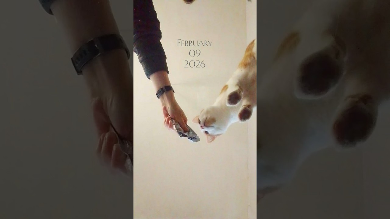 February 09, 2026 #cat