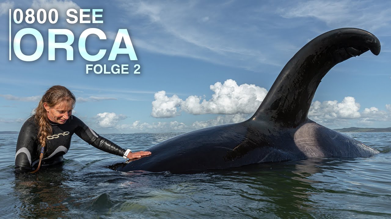 0800 SEE ORCA - Ein Orca in Not | Folge 2