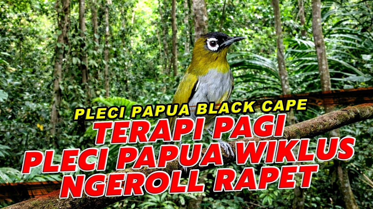 Terapi Pagi Pleci Papua Wiklus – Full Ngerol Rapet