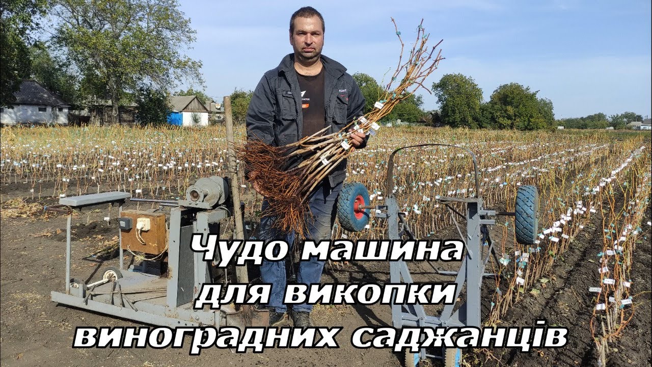 Чудо машина для викопки виноградних саджанців 2024