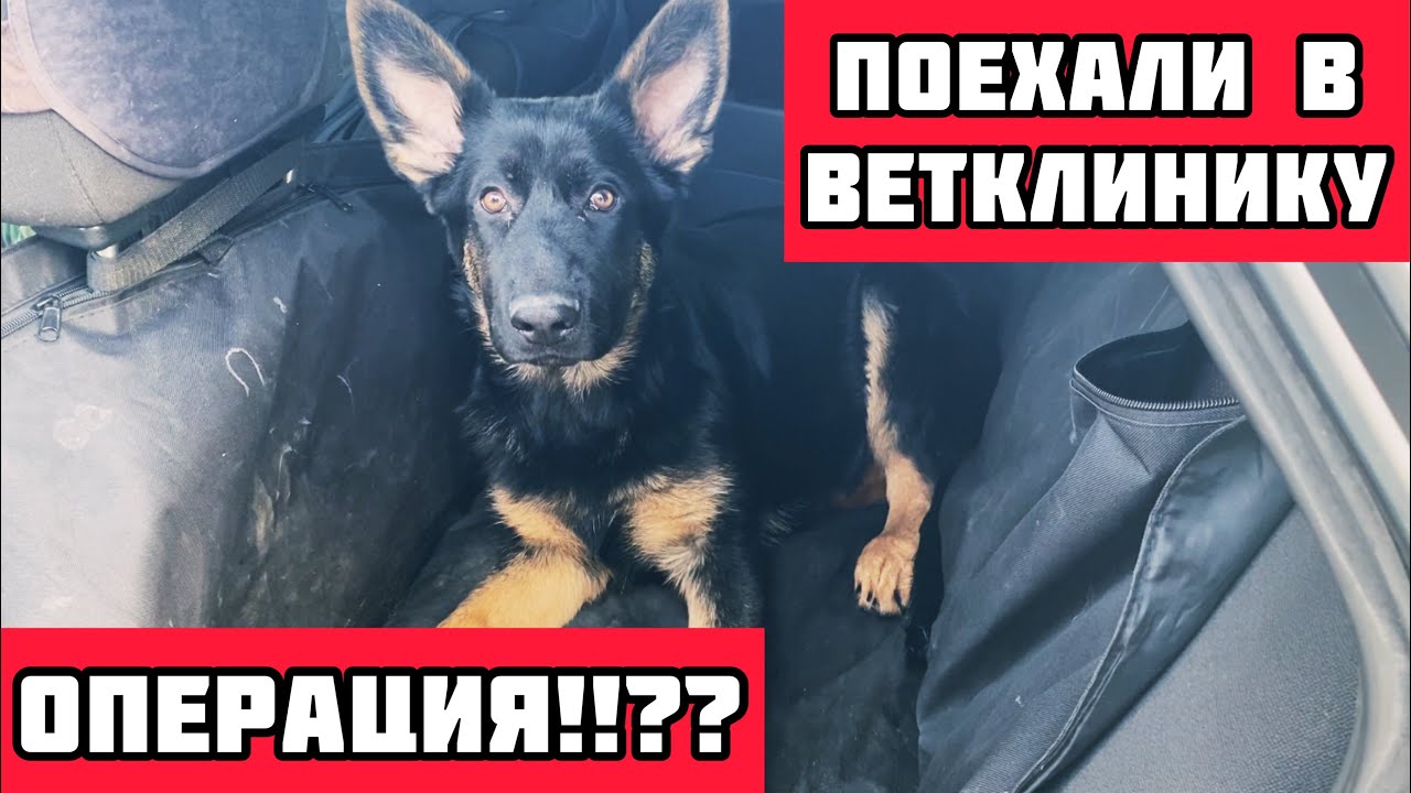 ЩЕНОК ХРОМАЕТ | Едем в ветклинику | Диагноз неутешительный