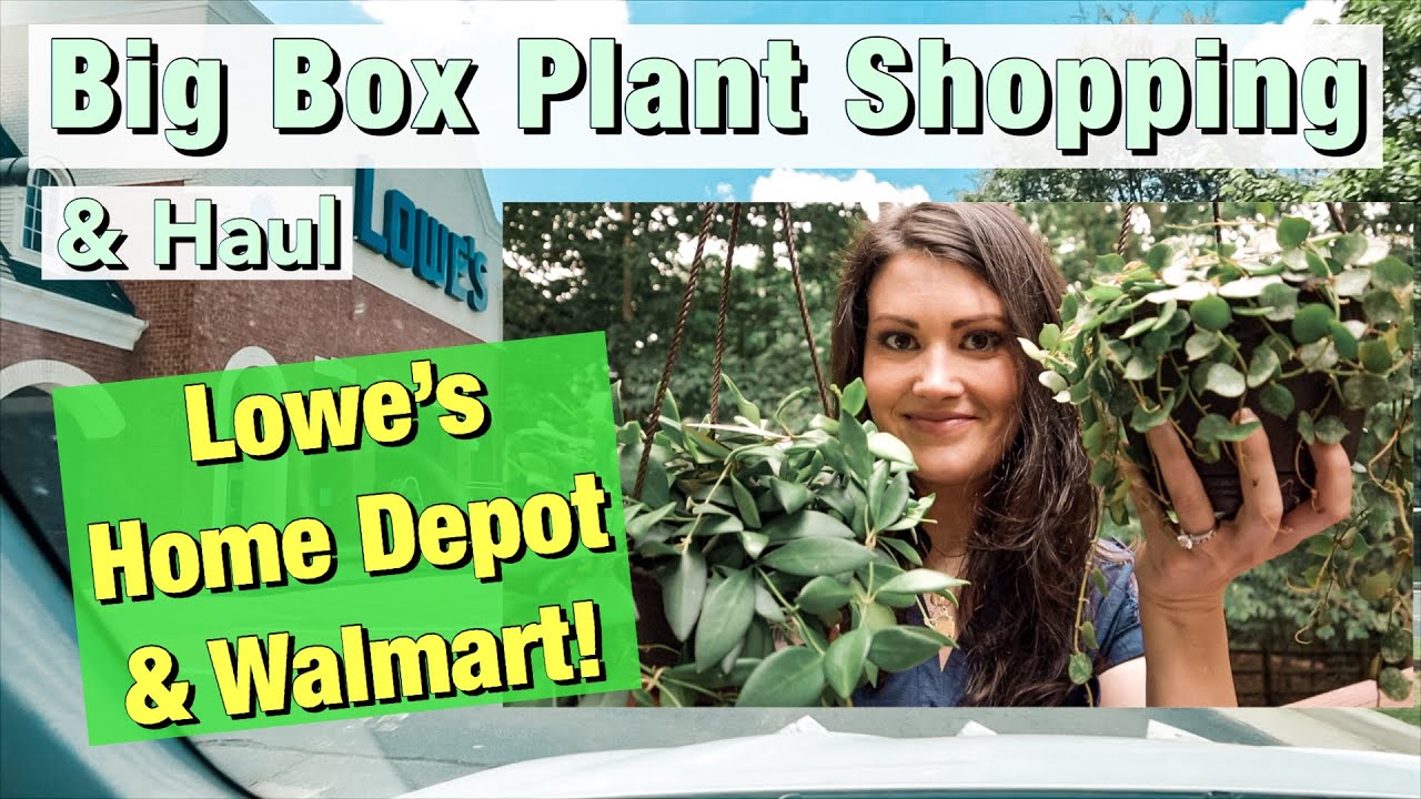 Магазины Big Box Store, где можно купить и перевезти растения / Walmart, Lowes и Home Depot / Шар...