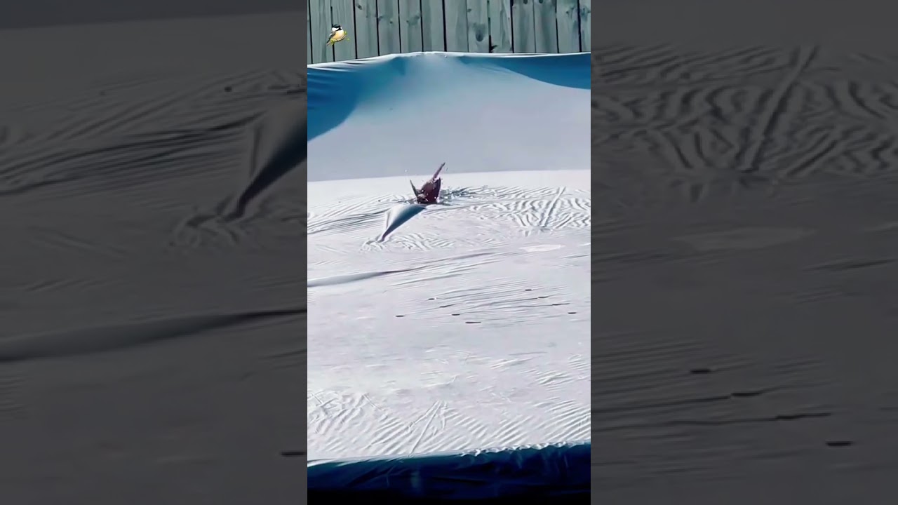 POV: Your Pool Cover Is a Bird Spa 😭🐦 