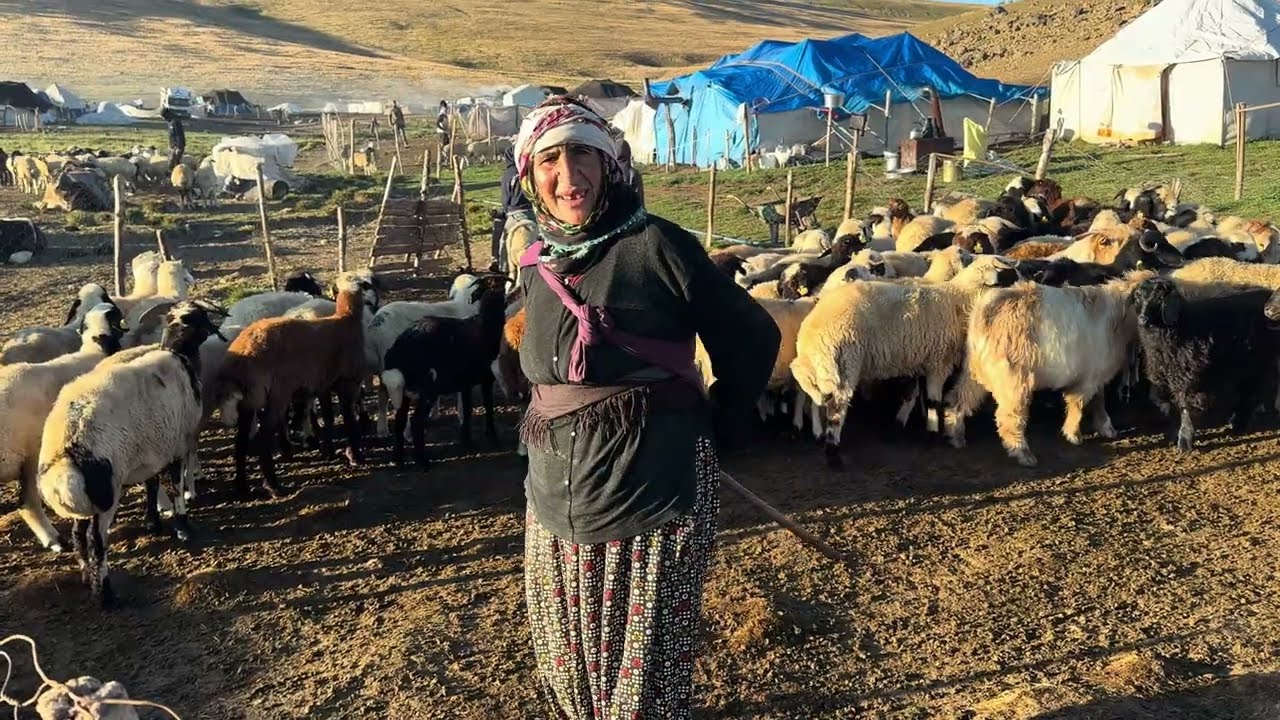 ŞAP İÇİN CİĞER AŞISI YAPILDI