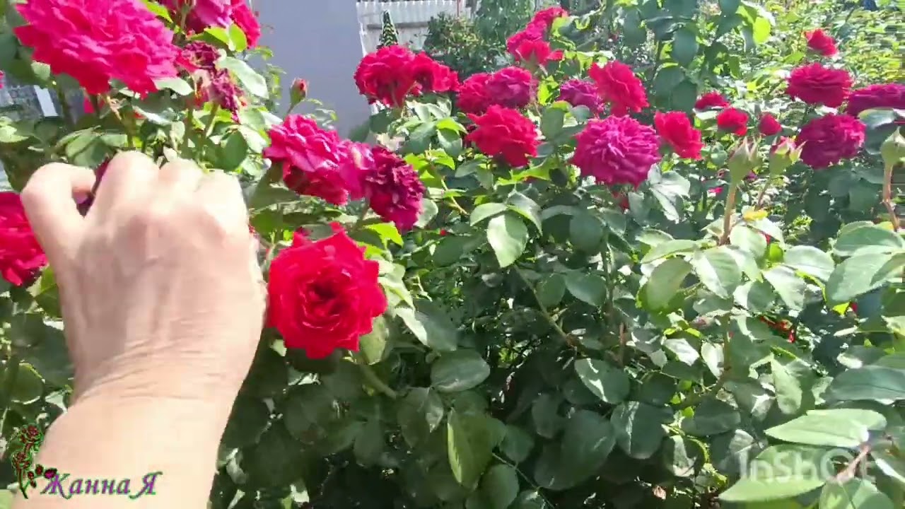 Пышное цветение розы 