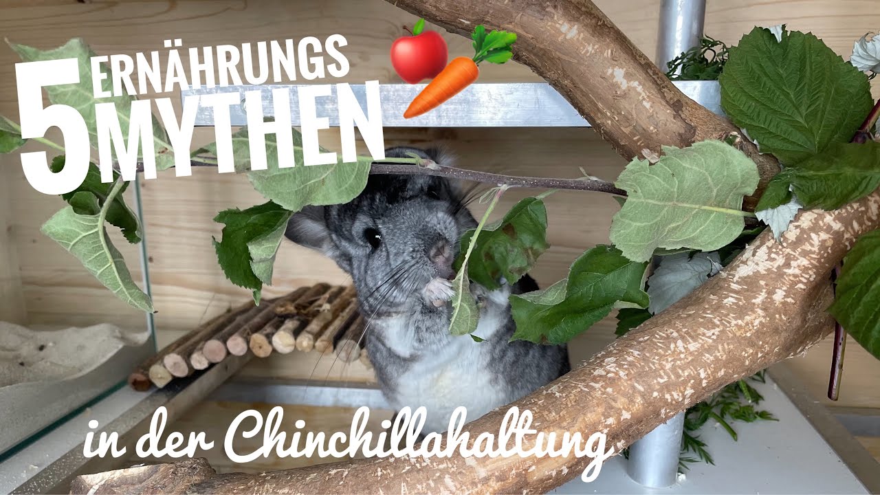 Pellets sind gesund?! - Ernährungsmythen bei Chinchillas | Stupsnasenbande