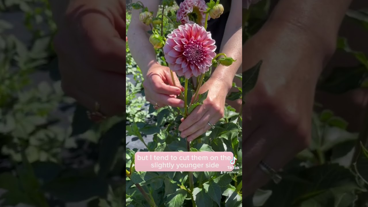 Узнайте, когда лучше всего собирать георгины для букетов! #цветыгеоргинов #георгины
