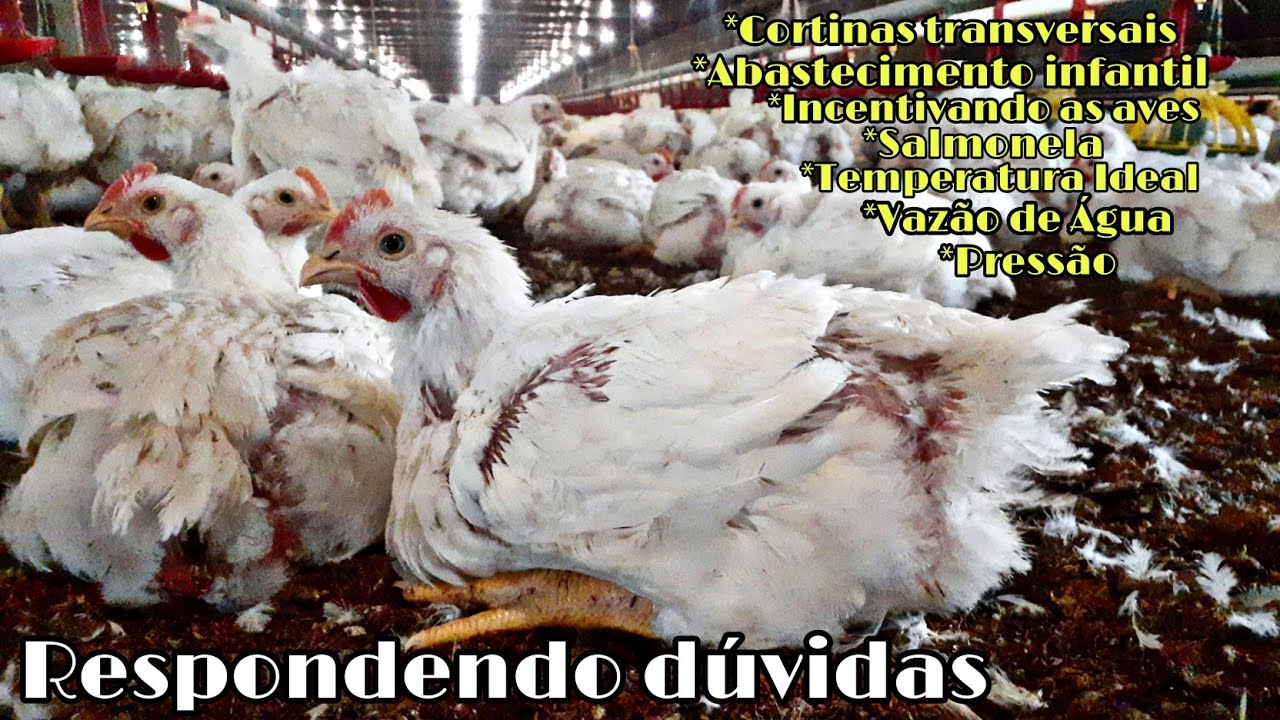 TEMPERATURA IDEAL, VAZÃO DE ÁGUA, ABASTECIMENTO INFANTIL, SALMONELA, PRESSÃO E INCENTIVANDO AS AVES