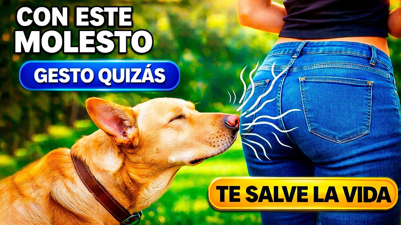 Si Tu Perro Te HUELE Constantemente, Te Está Detectando ESTO Ahora (importante)