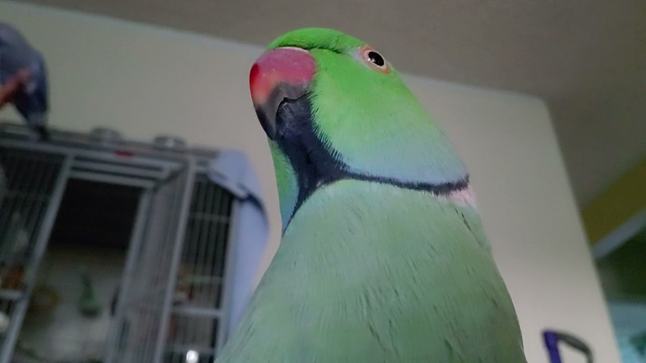 Indian Ringneck Parrots playing