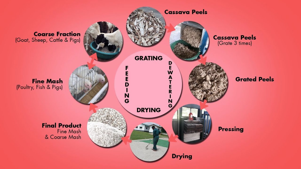 Cassava Peels Processing (FRENCH CAPTIONED)