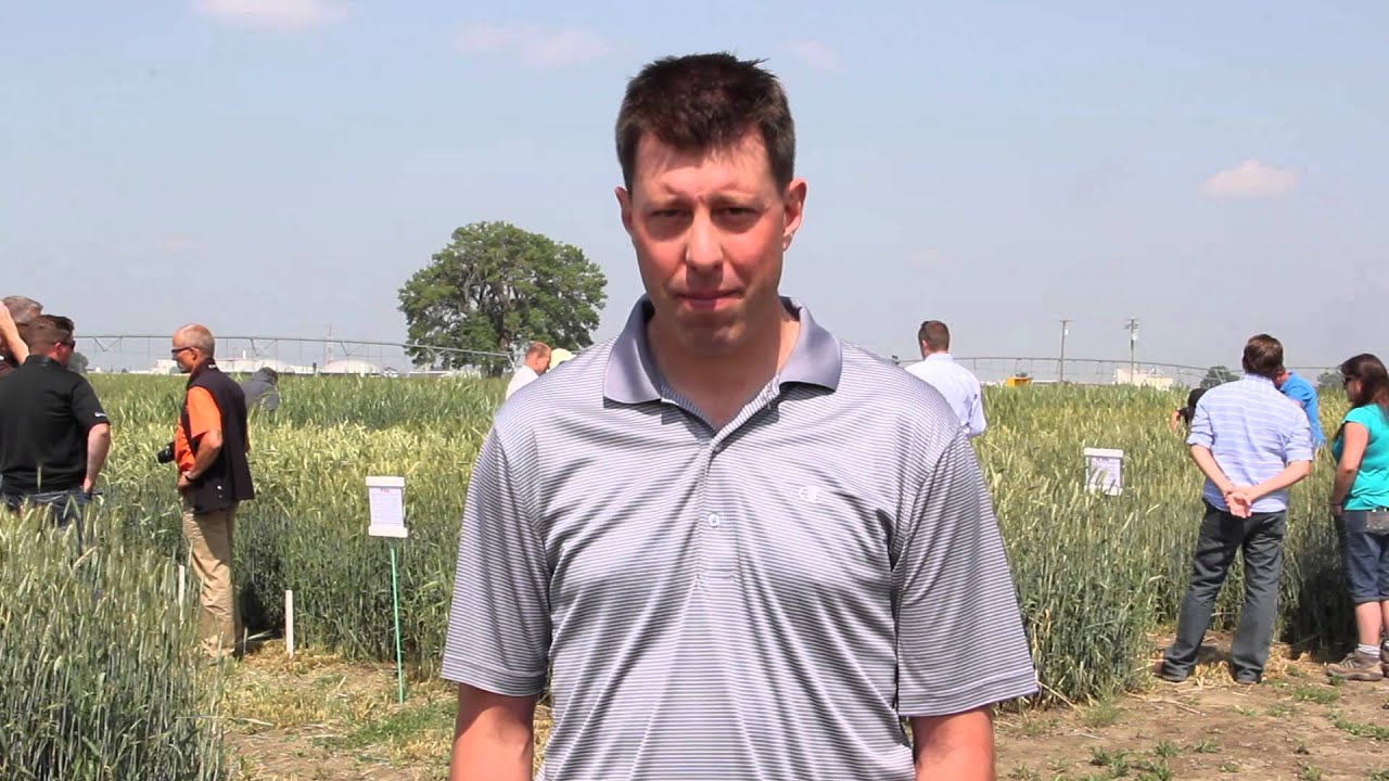 Hybrid Trials Show Off Some of the Potential for Fall Rye