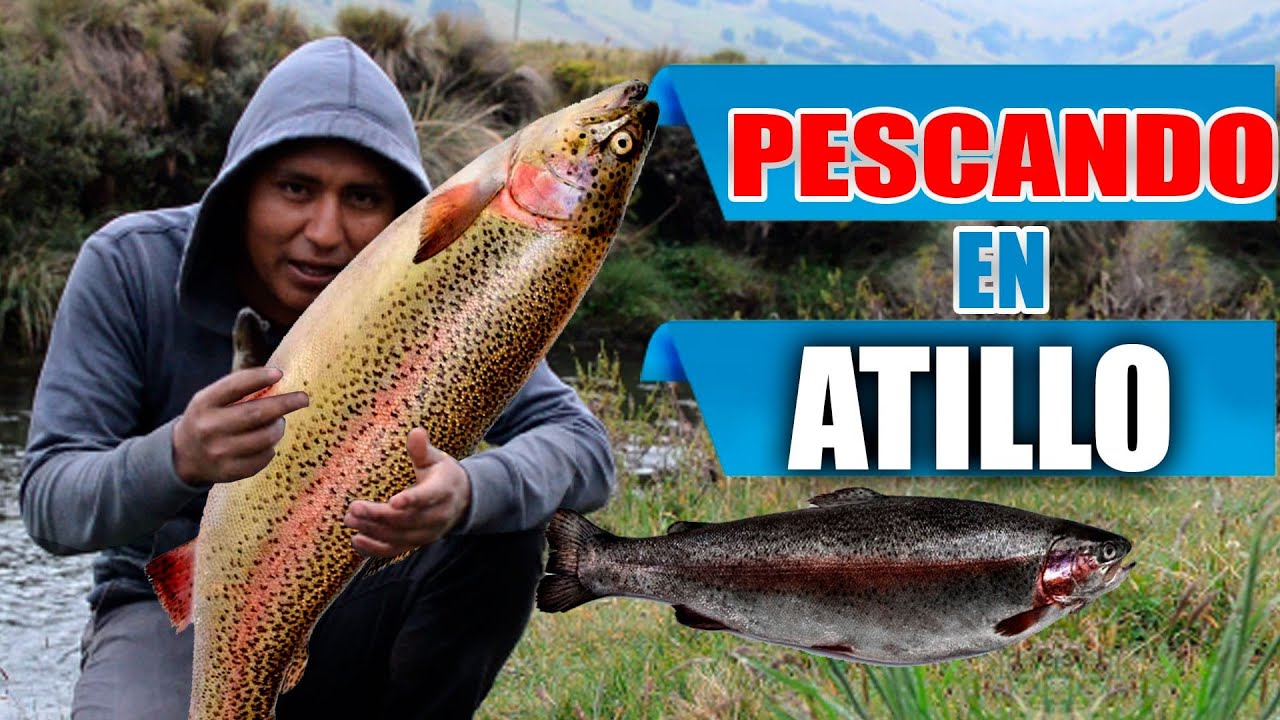 🎣 PESCANDO EN RIO ATILLO 🦈