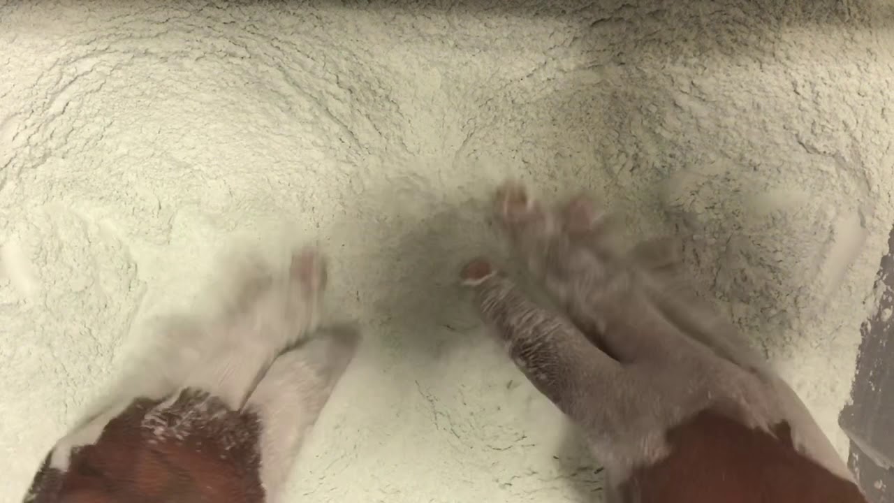 💚OG Comet Powder Play💚