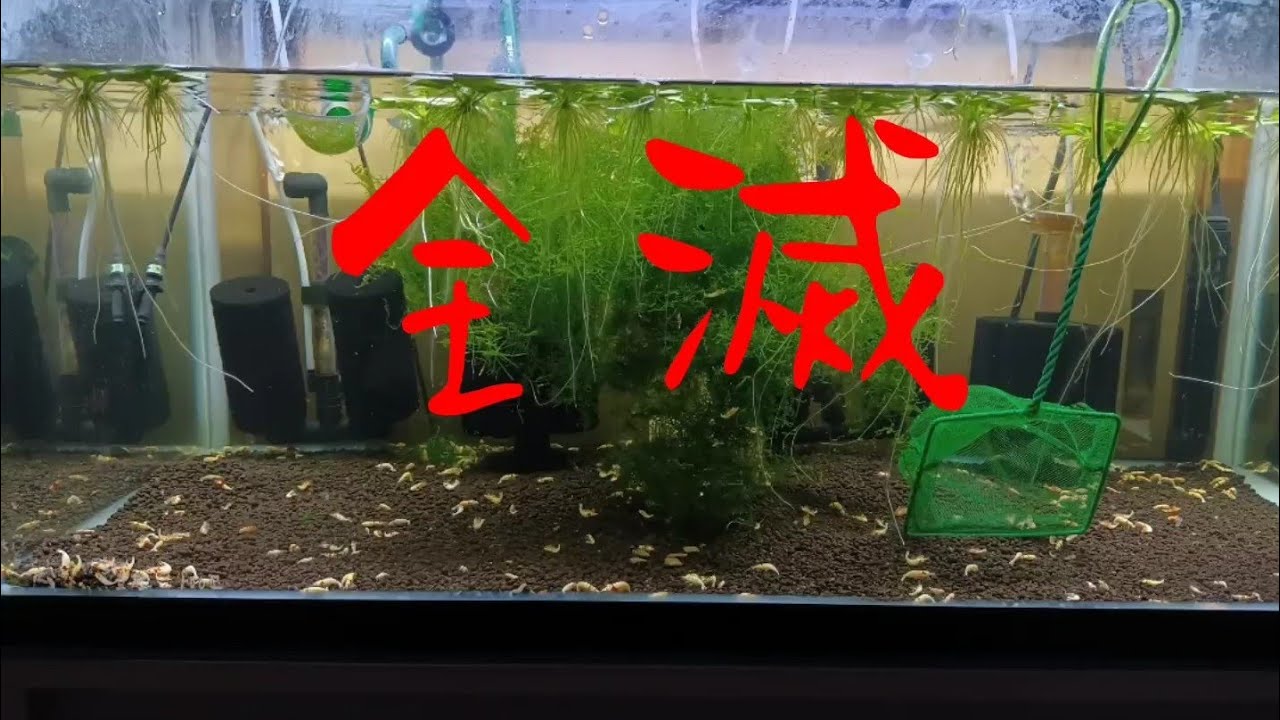 ＃53【レッドビーシュリンプ】モスラ500匹【全滅】簡単な【ミス】