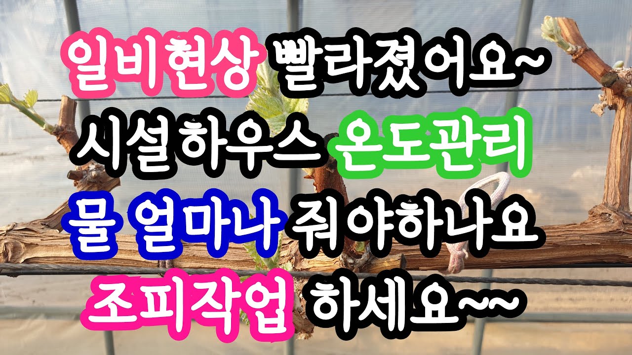 3월 일비현상, 시설하우스 온도관리, 수분관리, 조피작업 #샤인머스켓, #포도